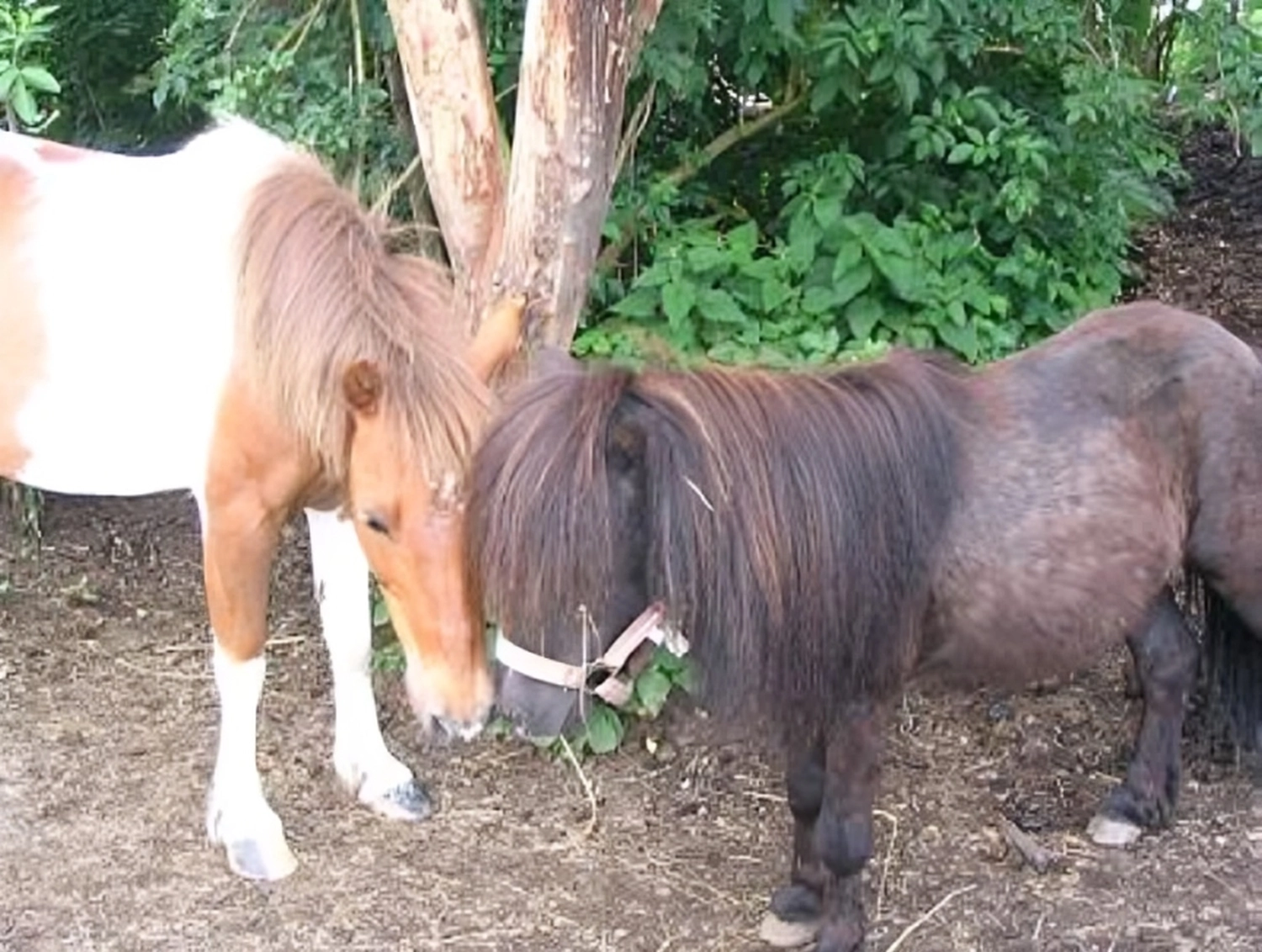 Reitne Ohne Stress, Pferde Momo & Rocky