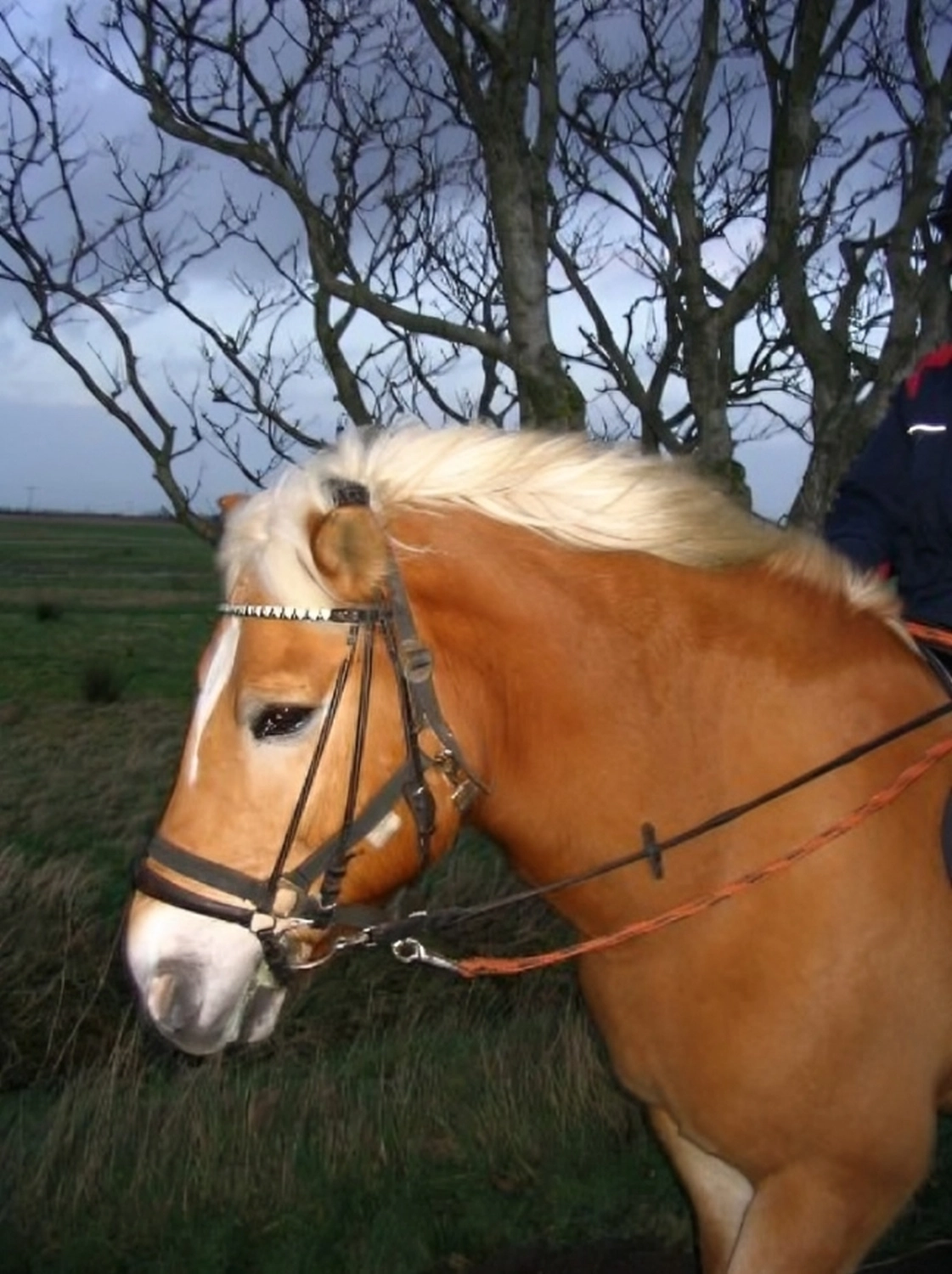 Reitne Ohne Stress, Pferd Merlin