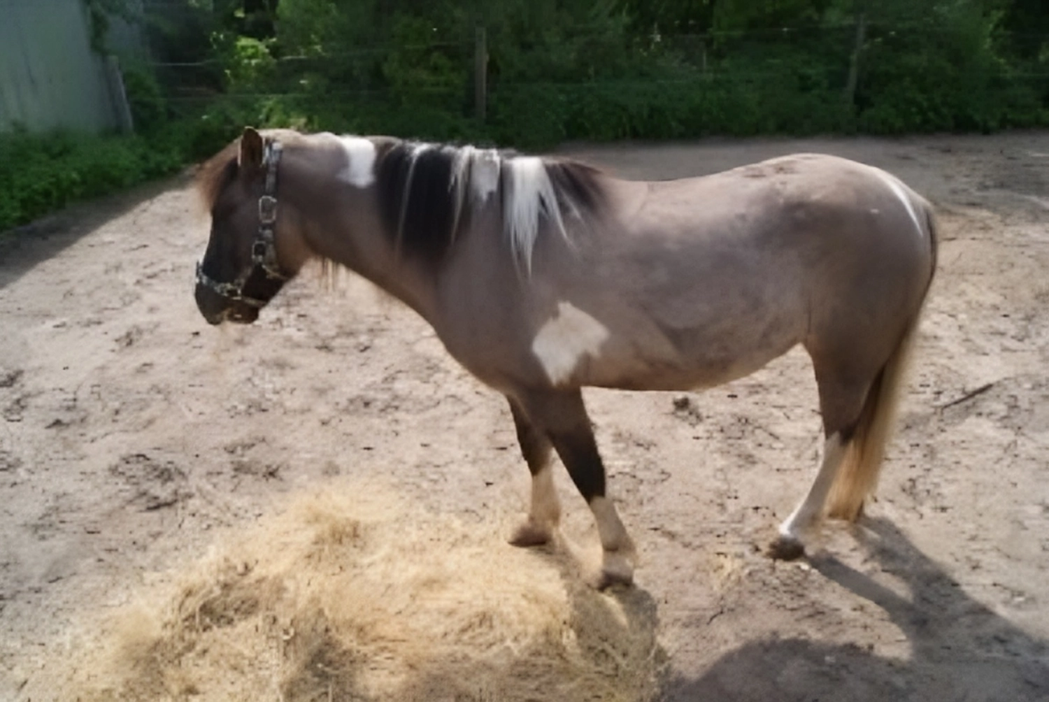 Reitne Ohne Stress, Pferd Tommy lee