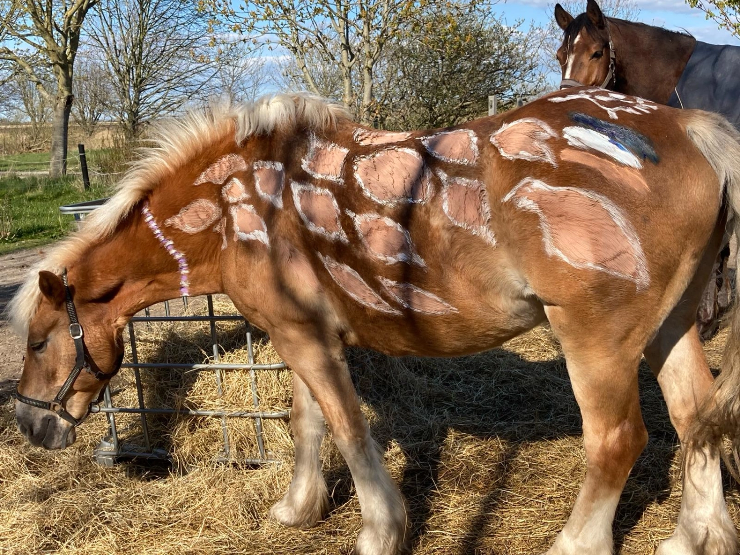 Reitne Ohne Stress, Pferd Antolino