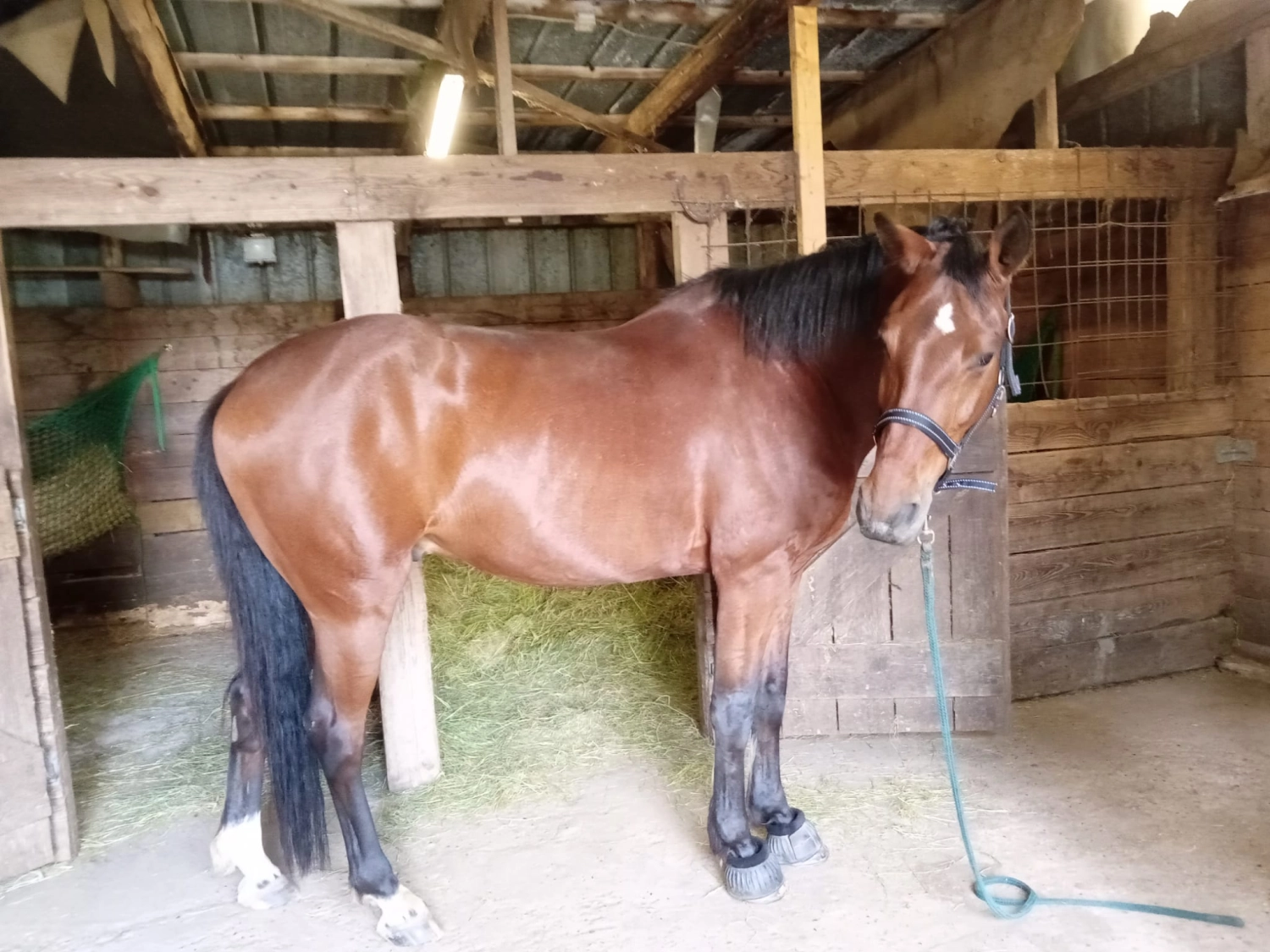 Reitne Ohne Stress, Pferd im Pferdestall