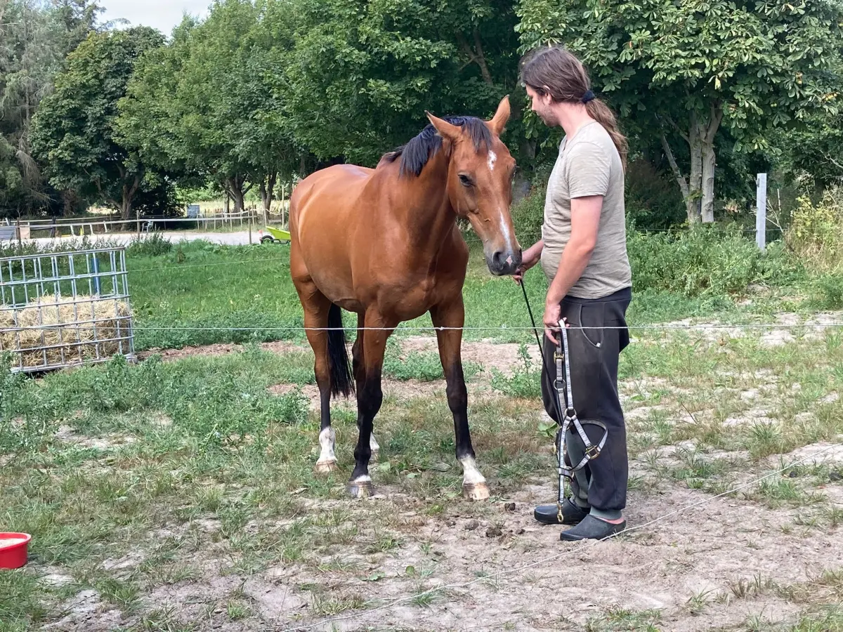 Reitne Ohne Stress, Ein Mann mit einem Pferd