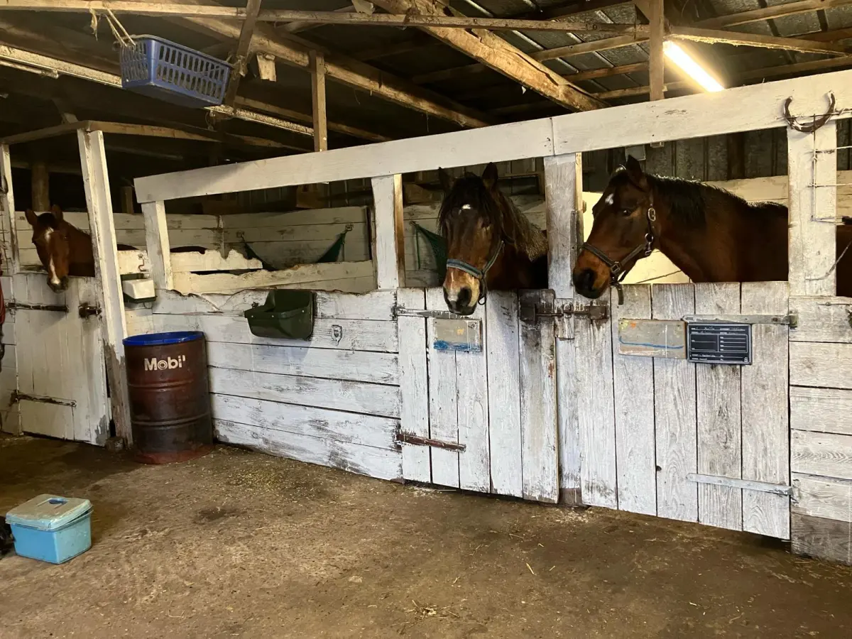 Reitne Ohne Stress, Pferde im Stall